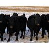 Image 10 : Marty Edge - 15 Black Angus X Bred Heifers (Cochrane, AB)