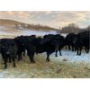 Image 2 : Marty Edge - 15 Black Angus X Bred Heifers (Cochrane, AB)