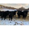 Image 4 : Marty Edge - 15 Black Angus X Bred Heifers (Cochrane, AB)