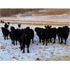 Image 6 : Marty Edge - 15 Black Angus X Bred Heifers (Cochrane, AB)