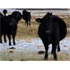 Image 8 : Marty Edge - 15 Black Angus X Bred Heifers (Cochrane, AB)