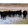 Image 5 : Marty Edge - 15 Black Angus X Bred Heifers (Cochrane, AB)