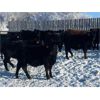Image 1 : Isaacson Farms - 725# Weaned Steers - 125 Head (Viscount, SK)