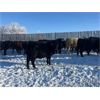Image 2 : Isaacson Farms - 725# Weaned Steers - 125 Head (Viscount, SK)