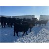 Image 4 : Isaacson Farms - 725# Weaned Steers - 125 Head (Viscount, SK)
