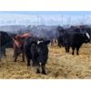 Image 1 : Bentley Colony - 950# Weaned Steers - 185 Head (Bentley, AB)