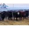 Image 2 : Bentley Colony - 950# Weaned Steers - 185 Head (Bentley, AB)