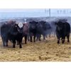 Image 3 : Bentley Colony - 950# Weaned Steers - 185 Head (Bentley, AB)