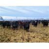 Image 4 : Bentley Colony - 950# Weaned Steers - 185 Head (Bentley, AB)