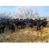 Image 2 : Bentley Colony - 825# Weaned Heifers - 70 Head (Bentley, AB)