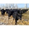 Image 4 : Bentley Colony - 825# Weaned Heifers - 70 Head (Bentley, AB)