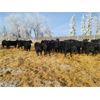 Image 5 : Bentley Colony - 825# Weaned Heifers - 70 Head (Bentley, AB)