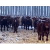 Image 1 : Hillcrest Farming Co. - 725# Weaned Steers - 170 Head (Dundurn, SK)