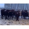 Image 4 : Hillcrest Farming Co. - 725# Weaned Steers - 170 Head (Dundurn, SK)