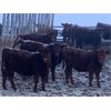 Image 5 : Hillcrest Farming Co. - 725# Weaned Steers - 170 Head (Dundurn, SK)