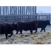 Image 6 : Hillcrest Farming Co. - 725# Weaned Steers - 170 Head (Dundurn, SK)
