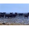 Image 7 : Hillcrest Farming Co. - 725# Weaned Steers - 170 Head (Dundurn, SK)