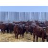 Image 2 : Hillcrest Farming Co. - 650# Weaned Steers - 185 Head (Dundurn, SK)