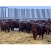 Image 3 : Hillcrest Farming Co. - 650# Weaned Steers - 185 Head (Dundurn, SK)