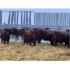 Image 4 : Hillcrest Farming Co. - 650# Weaned Steers - 185 Head (Dundurn, SK)