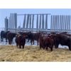 Image 5 : Hillcrest Farming Co. - 650# Weaned Steers - 185 Head (Dundurn, SK)
