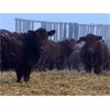 Image 6 : Hillcrest Farming Co. - 650# Weaned Steers - 185 Head (Dundurn, SK)