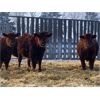 Image 3 : Hillcrest Farming Co. - 560# Weaned Steers - 220 Head (Dundurn, SK)