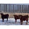 Image 4 : Hillcrest Farming Co. - 560# Weaned Steers - 220 Head (Dundurn, SK)