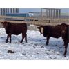 Image 5 : Hillcrest Farming Co. - 560# Weaned Steers - 220 Head (Dundurn, SK)