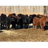 Image 3 : Reid Ranching Cremona - 640# Weaned Steers - 96 Head (Cremona, AB)