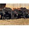 Image 5 : Reid Ranching Cremona - 640# Weaned Steers - 96 Head (Cremona, AB)