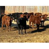 Image 9 : Reid Ranching Cremona - 640# Weaned Steers - 96 Head (Cremona, AB)