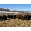 Image 1 : S & M Farms - 640# Weaned Heifers - 95 Head (Sundre, AB)
