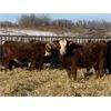 Image 2 : S & M Farms - 640# Weaned Heifers - 95 Head (Sundre, AB)