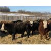 Image 3 : S & M Farms - 640# Weaned Heifers - 95 Head (Sundre, AB)