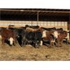 Image 4 : S & M Farms - 640# Weaned Heifers - 95 Head (Sundre, AB)