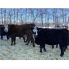 Image 5 : S & M Farms - 640# Weaned Heifers - 95 Head (Sundre, AB)