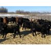 Image 6 : S & M Farms - 640# Weaned Heifers - 95 Head (Sundre, AB)