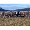 Image 1 : Kertan Farms - 685# Weaned Steers - 83 Head (St. Brieux, SK)