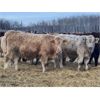 Image 3 : Kertan Farms - 685# Weaned Steers - 83 Head (St. Brieux, SK)