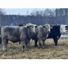 Image 5 : Kertan Farms - 685# Weaned Steers - 83 Head (St. Brieux, SK)