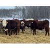 Image 6 : Kertan Farms - 685# Weaned Steers - 83 Head (St. Brieux, SK)
