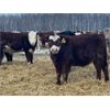Image 9 : Kertan Farms - 685# Weaned Steers - 83 Head (St. Brieux, SK)