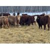 Image 1 : Kertan Farms - 580# Weaned Steers - 90 Head (St. Brieux, SK)