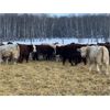 Image 2 : Kertan Farms - 580# Weaned Steers - 90 Head (St. Brieux, SK)