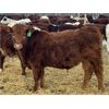 Image 3 : Kertan Farms - 580# Weaned Steers - 90 Head (St. Brieux, SK)