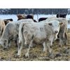 Image 4 : Kertan Farms - 580# Weaned Steers - 90 Head (St. Brieux, SK)