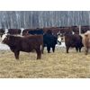 Image 5 : Kertan Farms - 580# Weaned Steers - 90 Head (St. Brieux, SK)