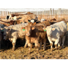 Image 1 : 2M Land & Cattle - 975# Weaned Steers - 65 Head (Bowden, AB)