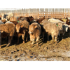 Image 2 : 2M Land & Cattle - 975# Weaned Steers - 65 Head (Bowden, AB)